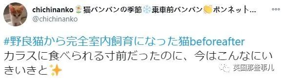 捡到小奶猫变身成男神,捡回来的小奶猫