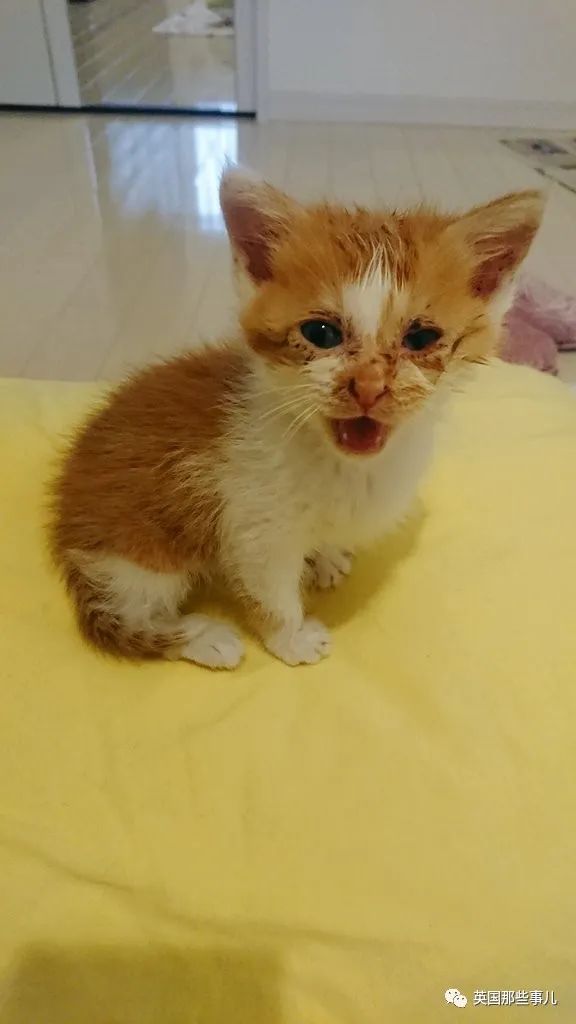 捡到小奶猫变身成男神,捡回来的小奶猫