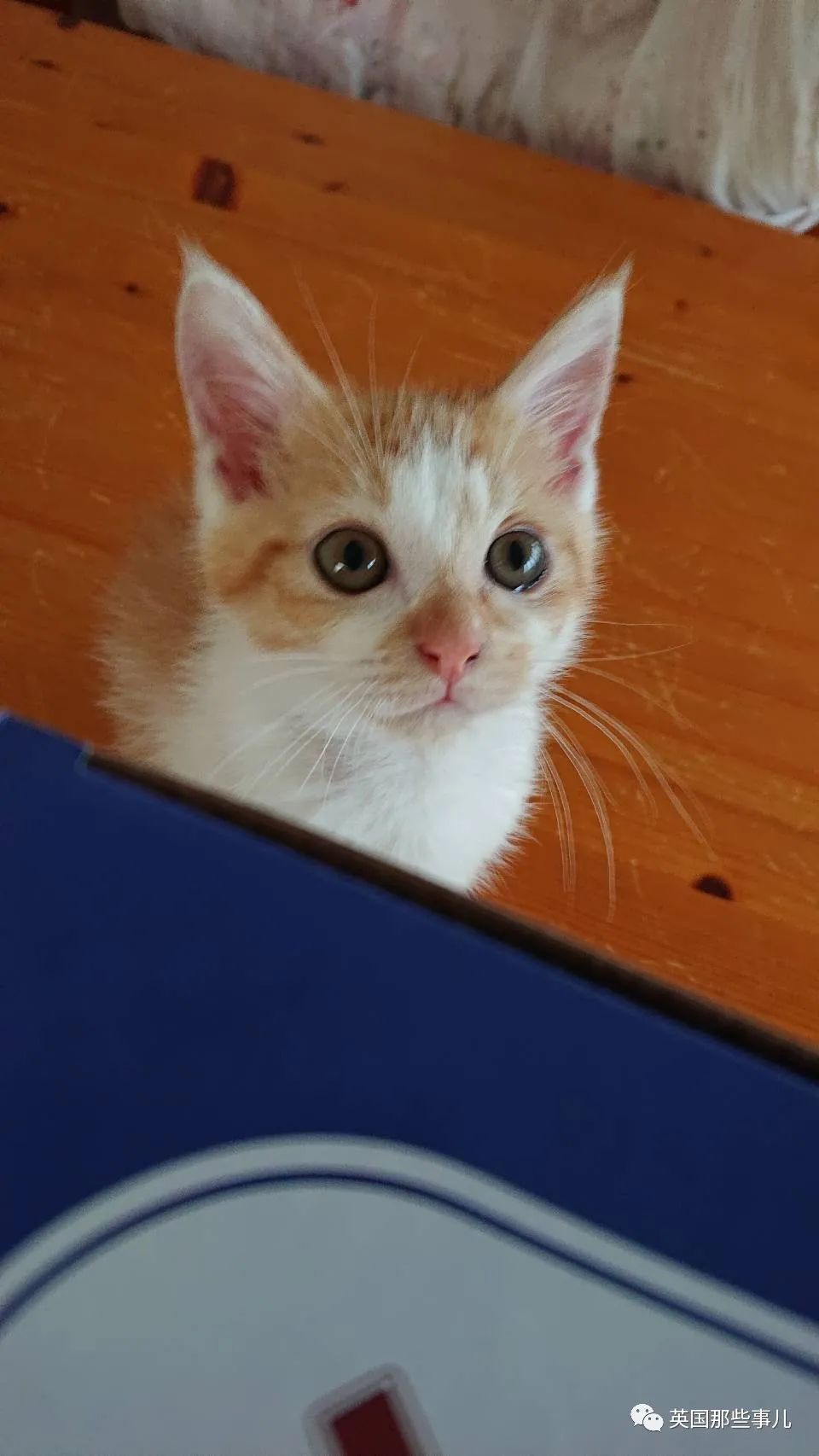 捡到小奶猫变身成男神,捡回来的小奶猫