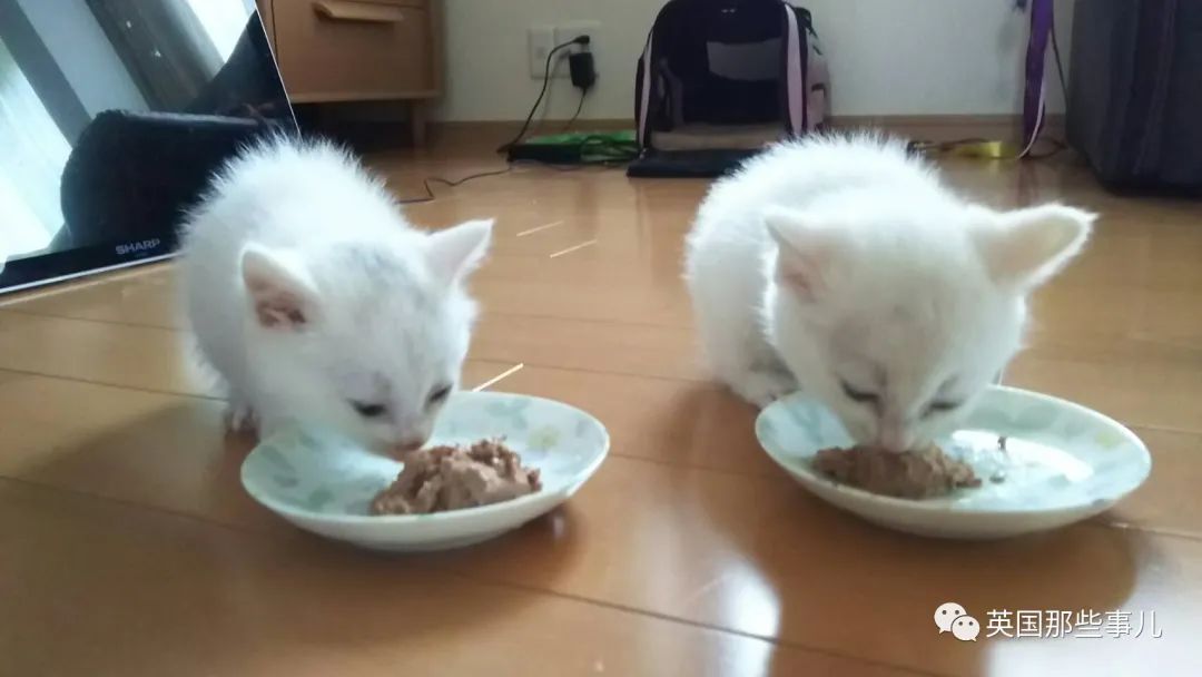 捡到小奶猫变身成男神,捡回来的小奶猫