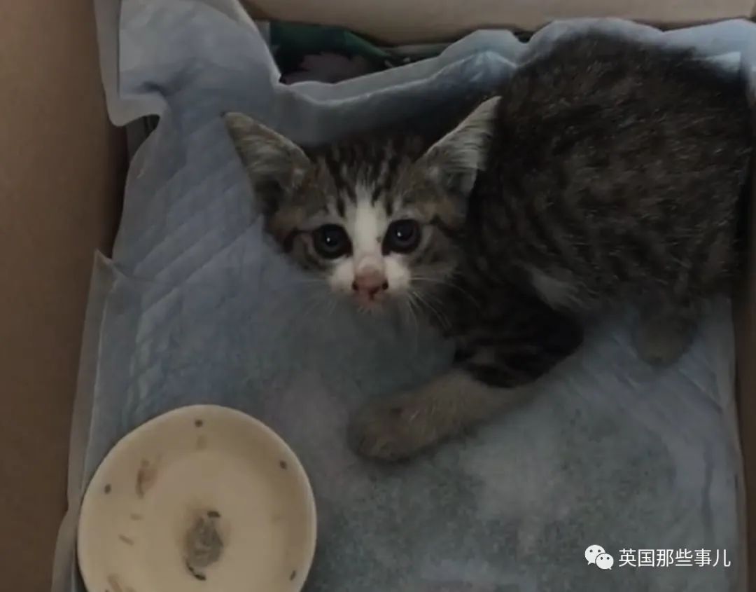 捡到小奶猫变身成男神,捡回来的小奶猫