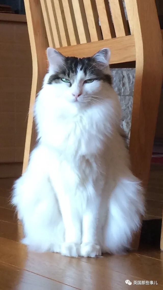 捡到小奶猫变身成男神,捡回来的小奶猫