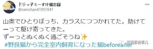 捡到小奶猫变身成男神,捡回来的小奶猫