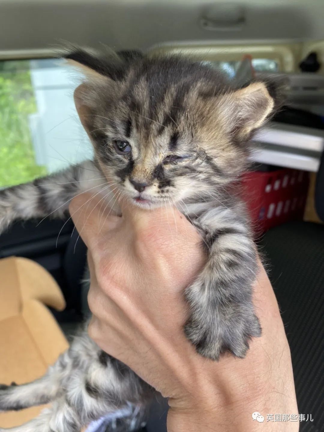 捡到小奶猫变身成男神,捡回来的小奶猫