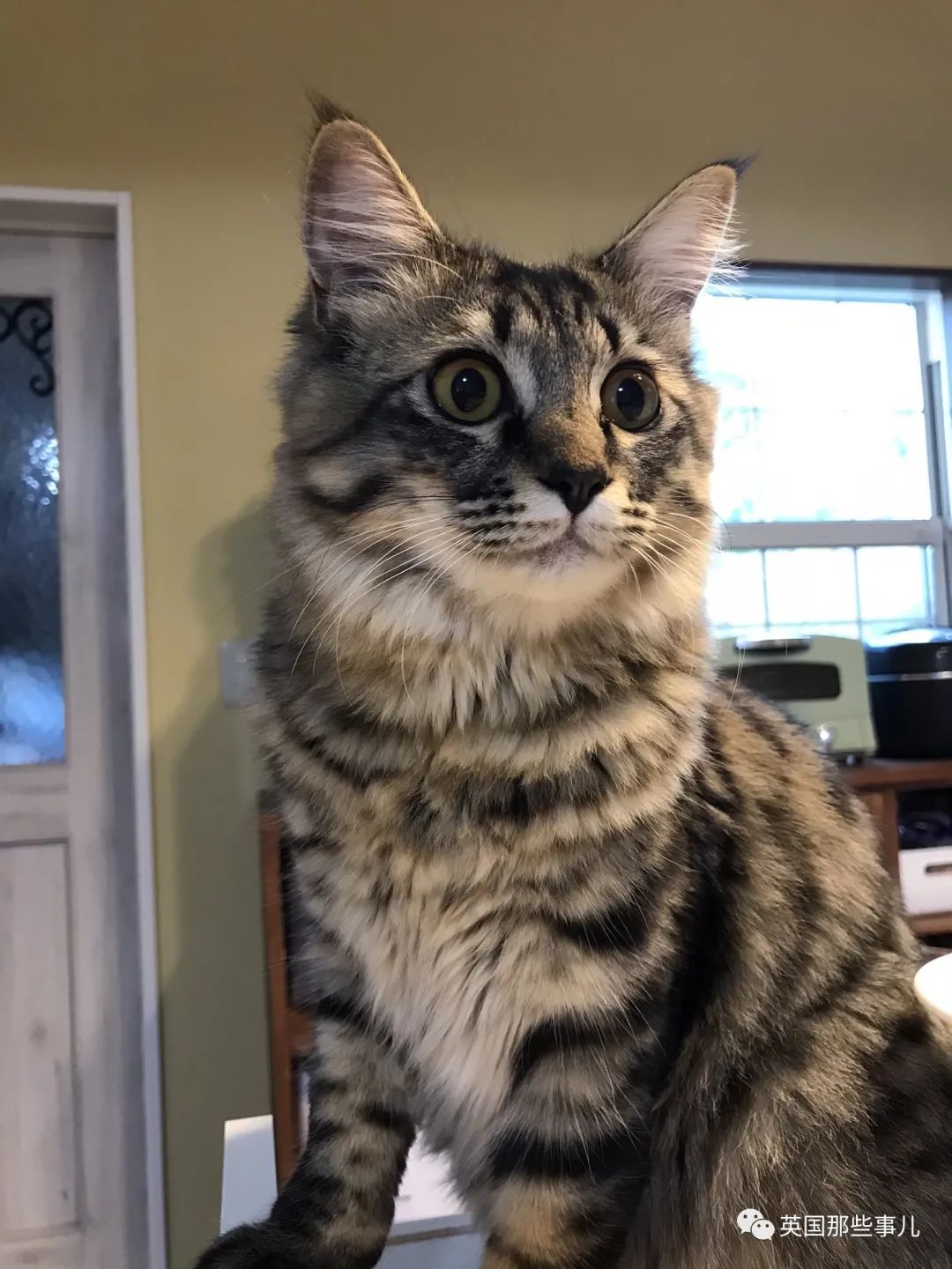 捡到小奶猫变身成男神,捡回来的小奶猫