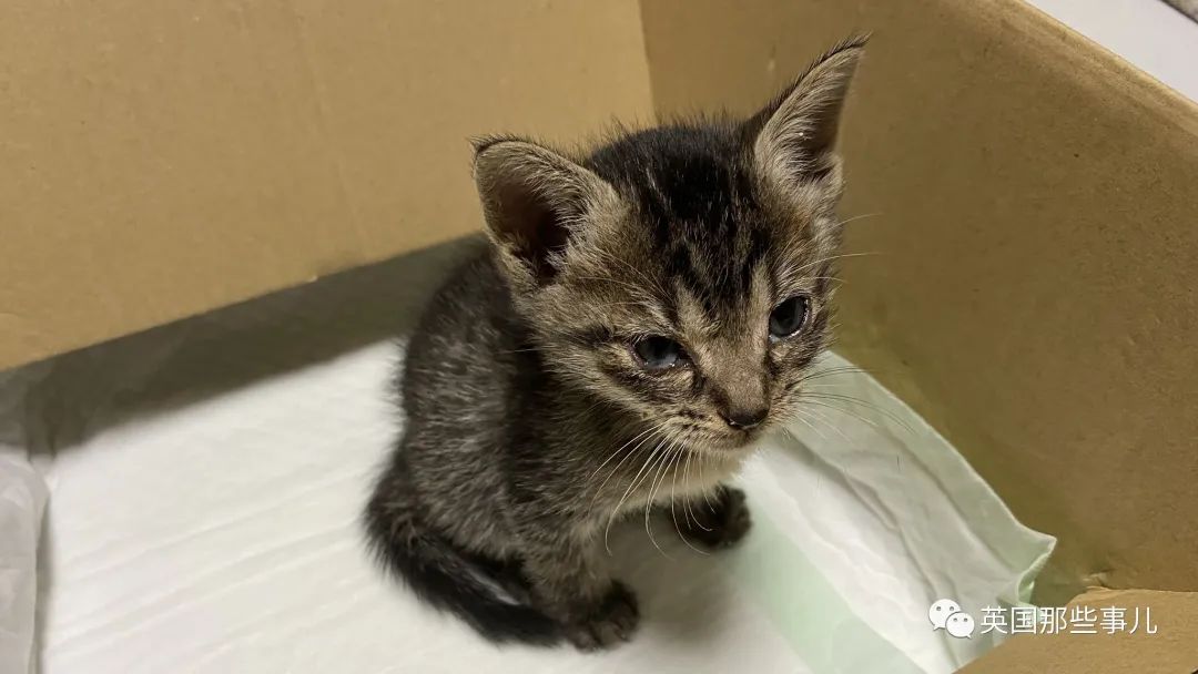 捡到小奶猫变身成男神,捡回来的小奶猫