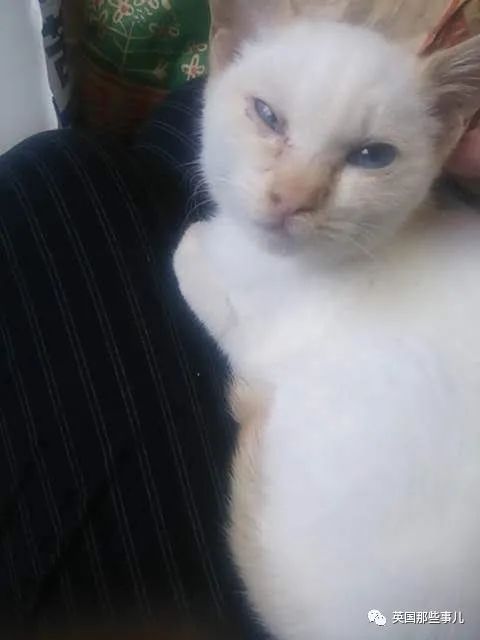 捡到小奶猫变身成男神,捡回来的小奶猫