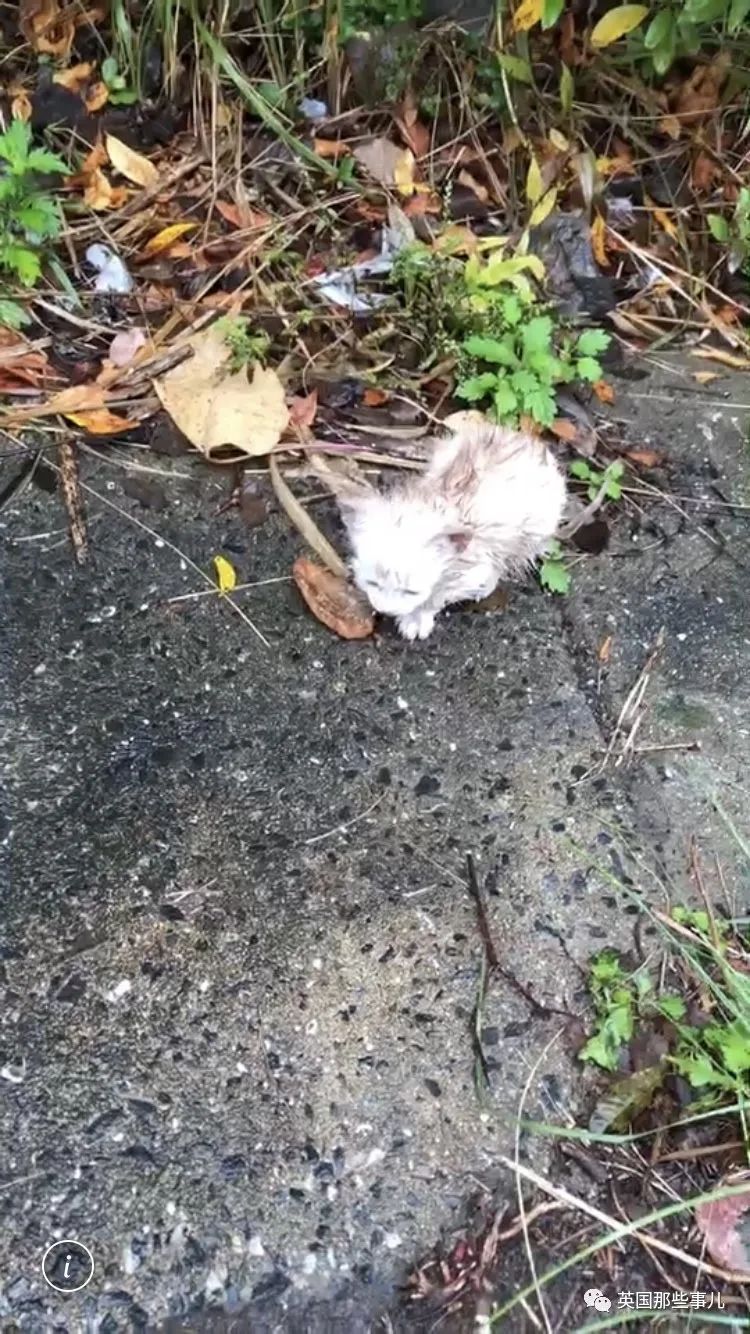 捡到小奶猫变身成男神,捡回来的小奶猫