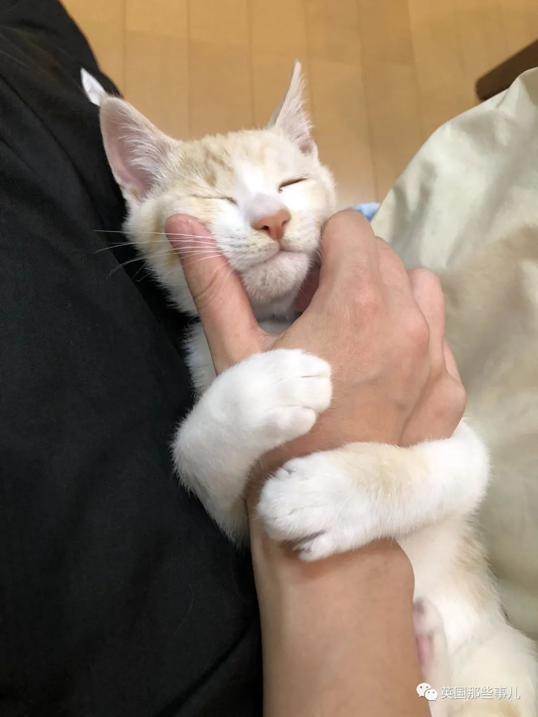 捡到小奶猫变身成男神,捡回来的小奶猫