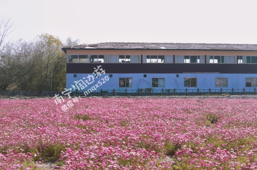 南宁赏花2022,赏花攻略南宁