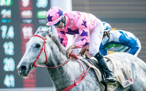 全球最帅马匹排行,世界赛马马王排行榜第一