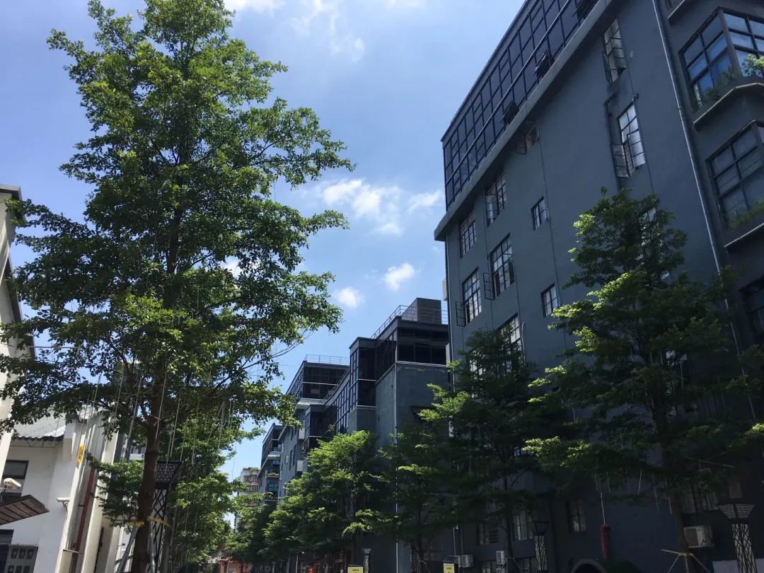 花城政能量丨有干货！海珠区这么做，村民经济效益大提升