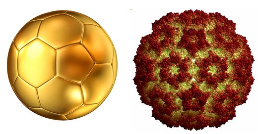 病毒能感染人吗,病毒为什么不感染植物