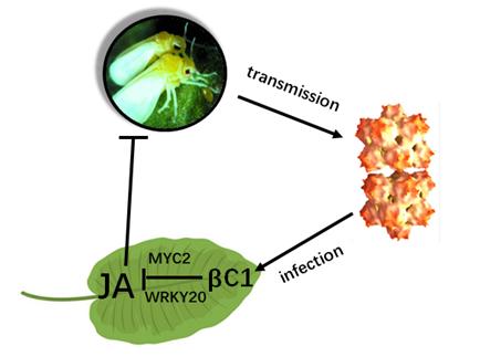 病毒能感染人吗,病毒为什么不感染植物