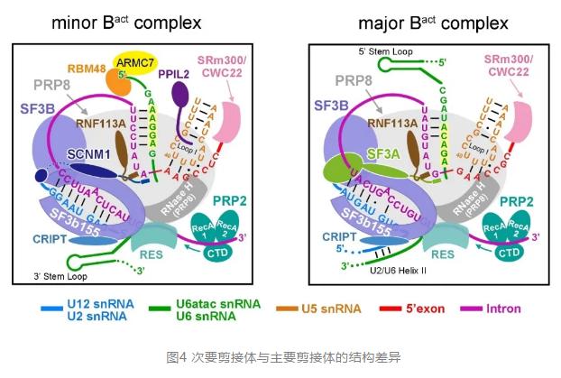 西湖大学校长施一公团队最新研究,施一公电镜结构技术含量