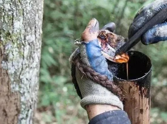 中国人对茶叶的执念,中国人的茶道