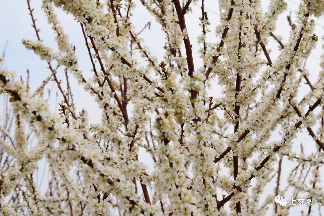 南宁赏花2022,赏花攻略南宁