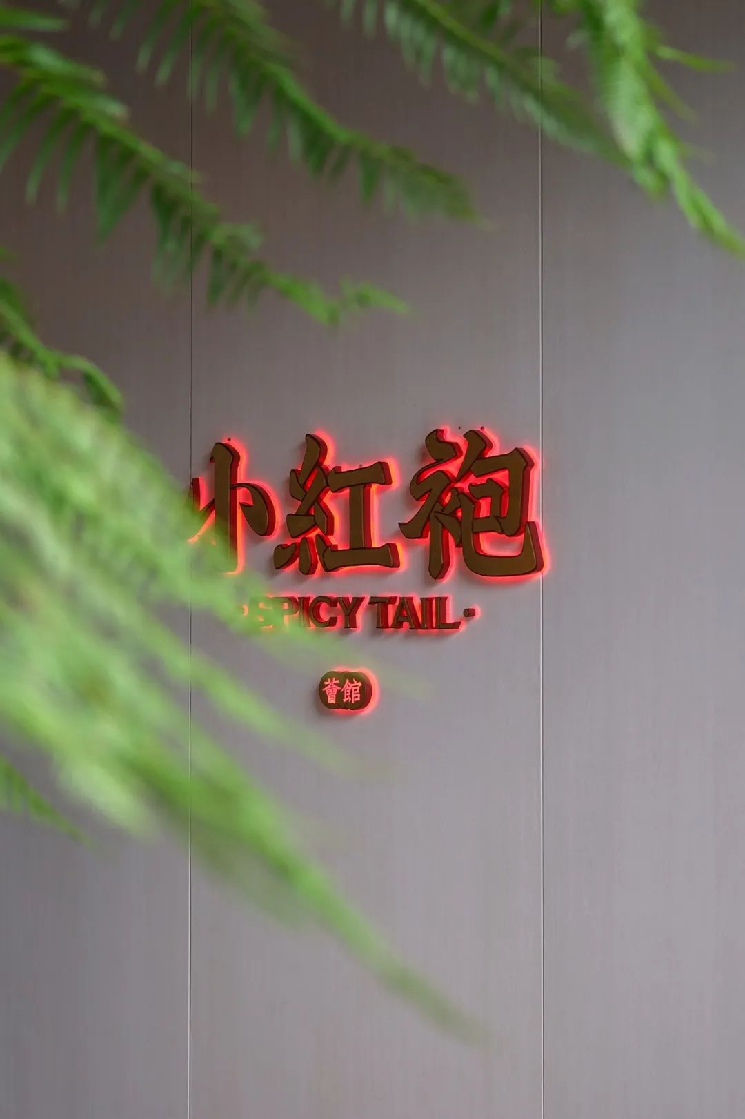 让成都的花胶鲍鱼鸡一姐，给你们讲哈小红袍的故事