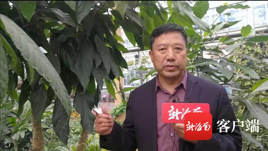 海南省濒临灭绝药用植物,海南已经灭绝的珍稀名木