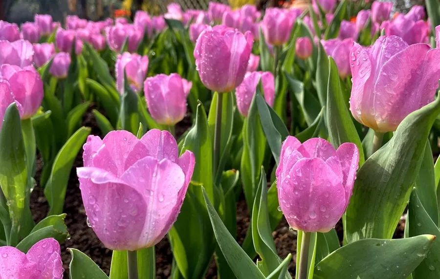 南宁赏花2022,赏花攻略南宁