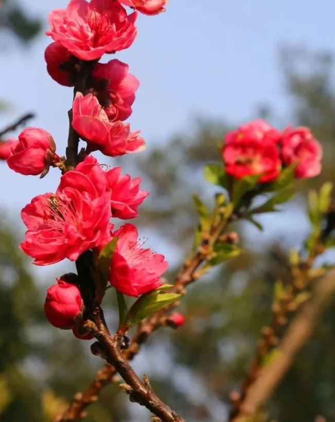 南宁赏花2022,赏花攻略南宁