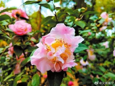 南宁赏花2022,赏花攻略南宁