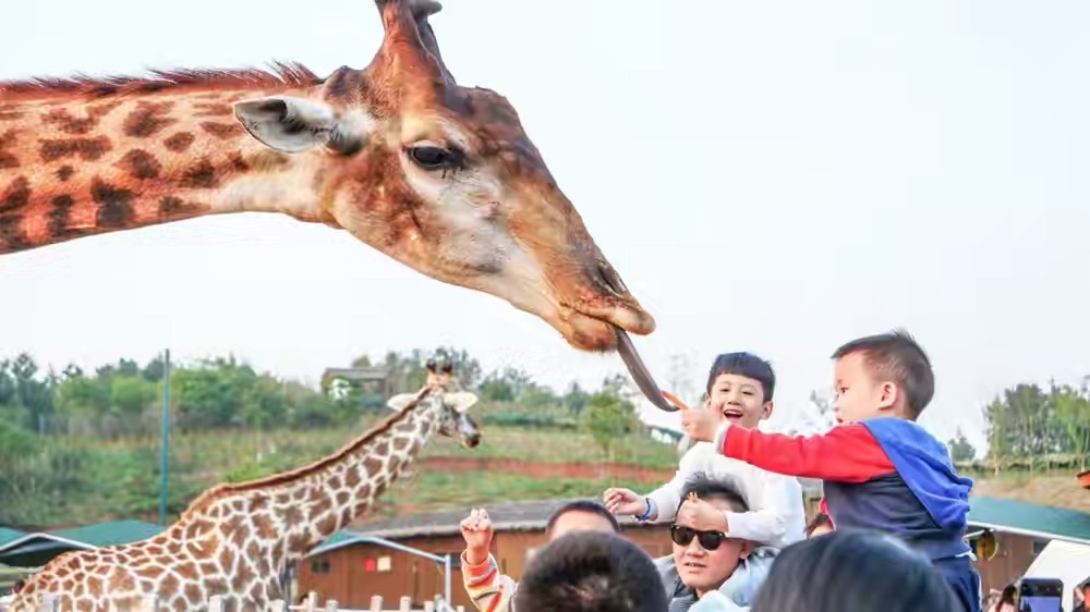 在成都别错过这场樱花雪,别错过这些值得一去的景点