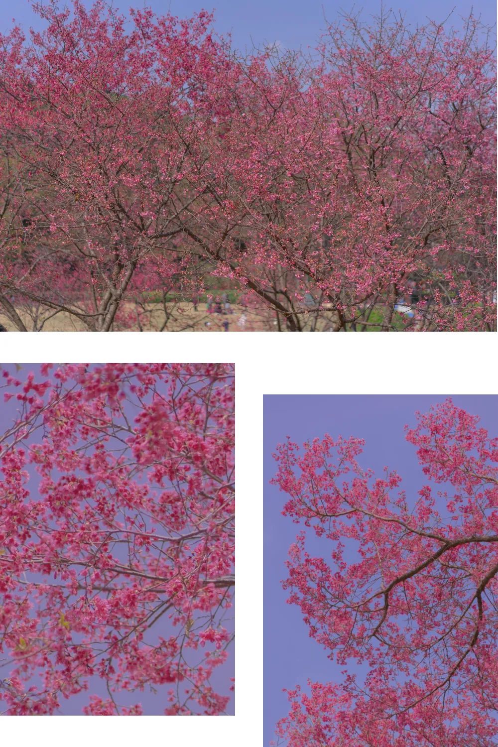 南宁赏花2022,赏花攻略南宁