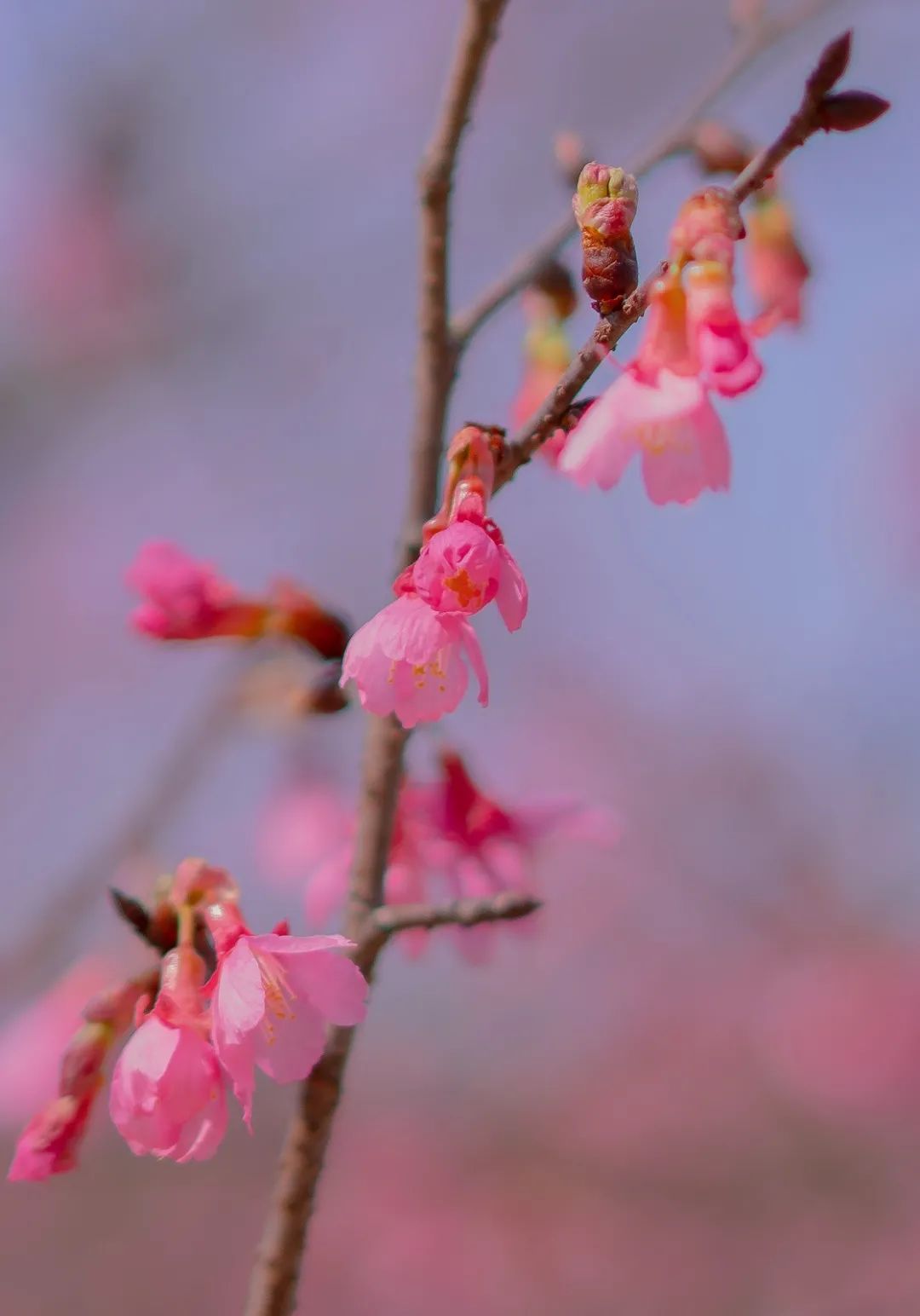 南宁赏花2022,赏花攻略南宁