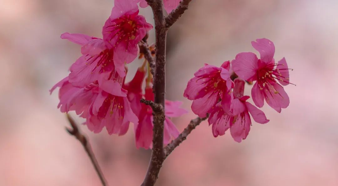 南宁赏花2022,赏花攻略南宁