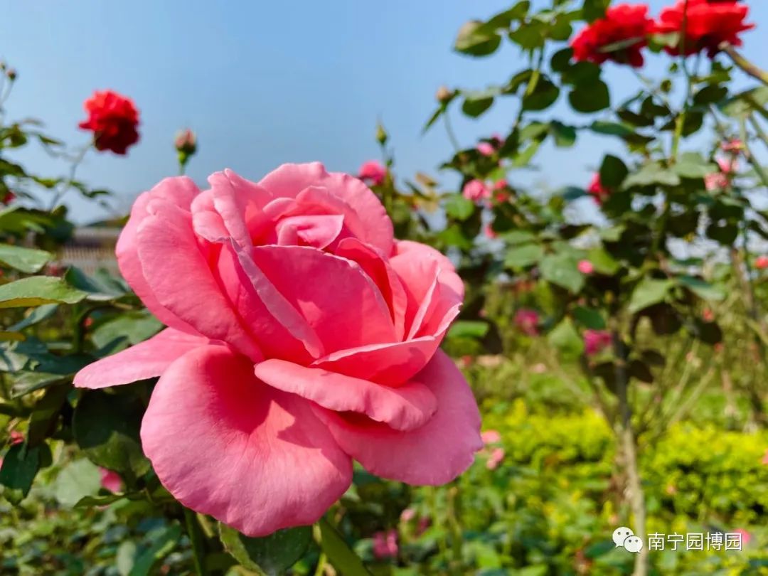 南宁赏花2022,赏花攻略南宁