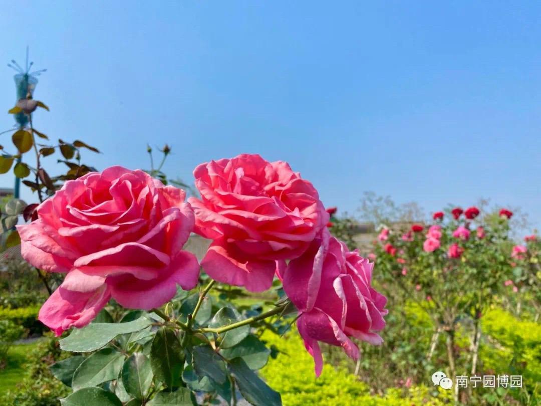 南宁赏花2022,赏花攻略南宁