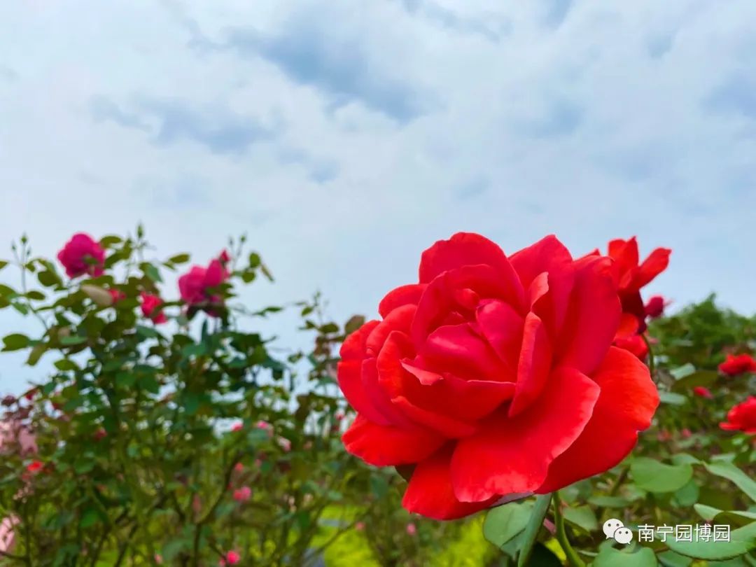 南宁赏花2022,赏花攻略南宁