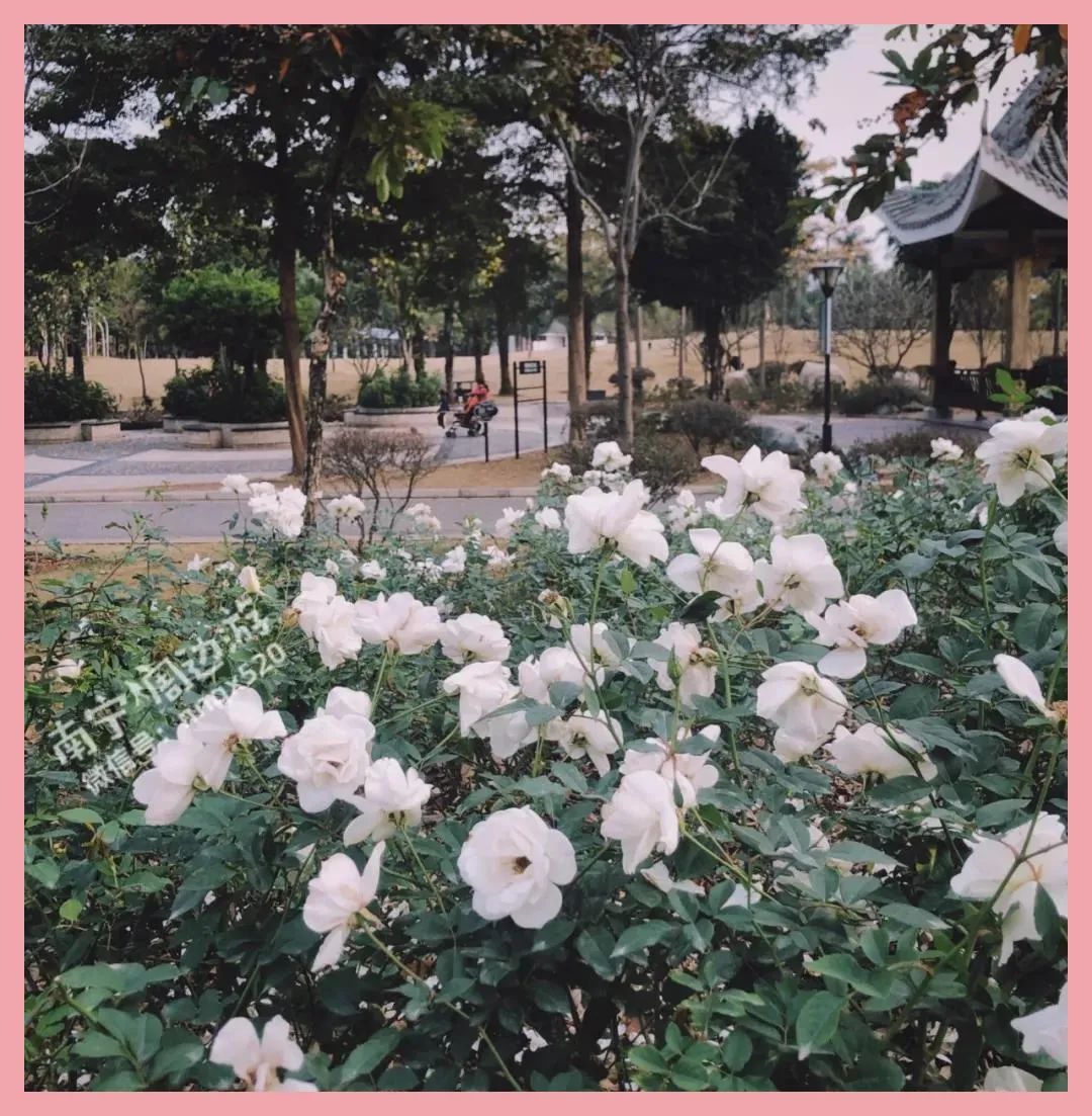 南宁赏花2022,赏花攻略南宁