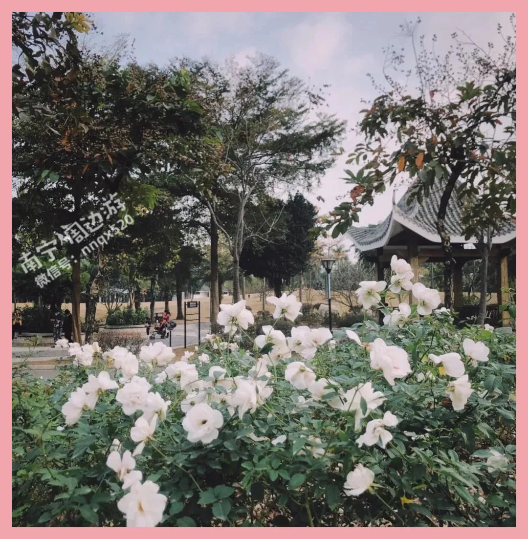 南宁赏花2022,赏花攻略南宁