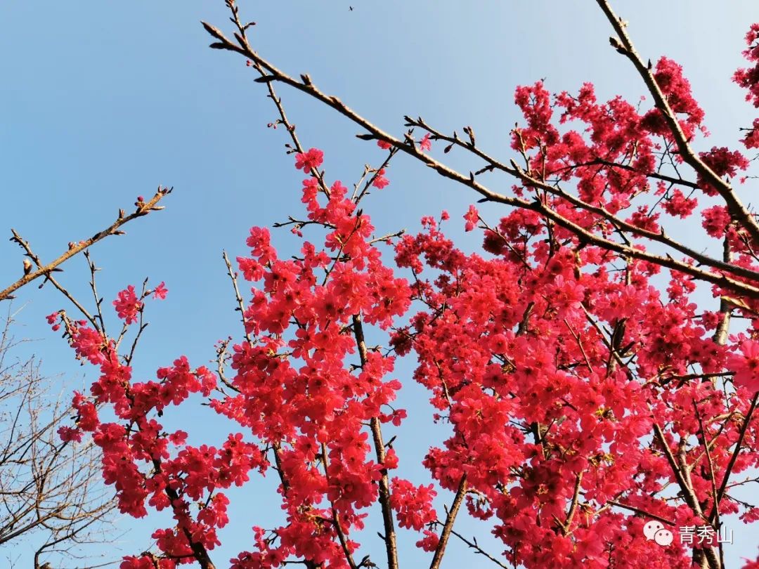 南宁赏花2022,赏花攻略南宁