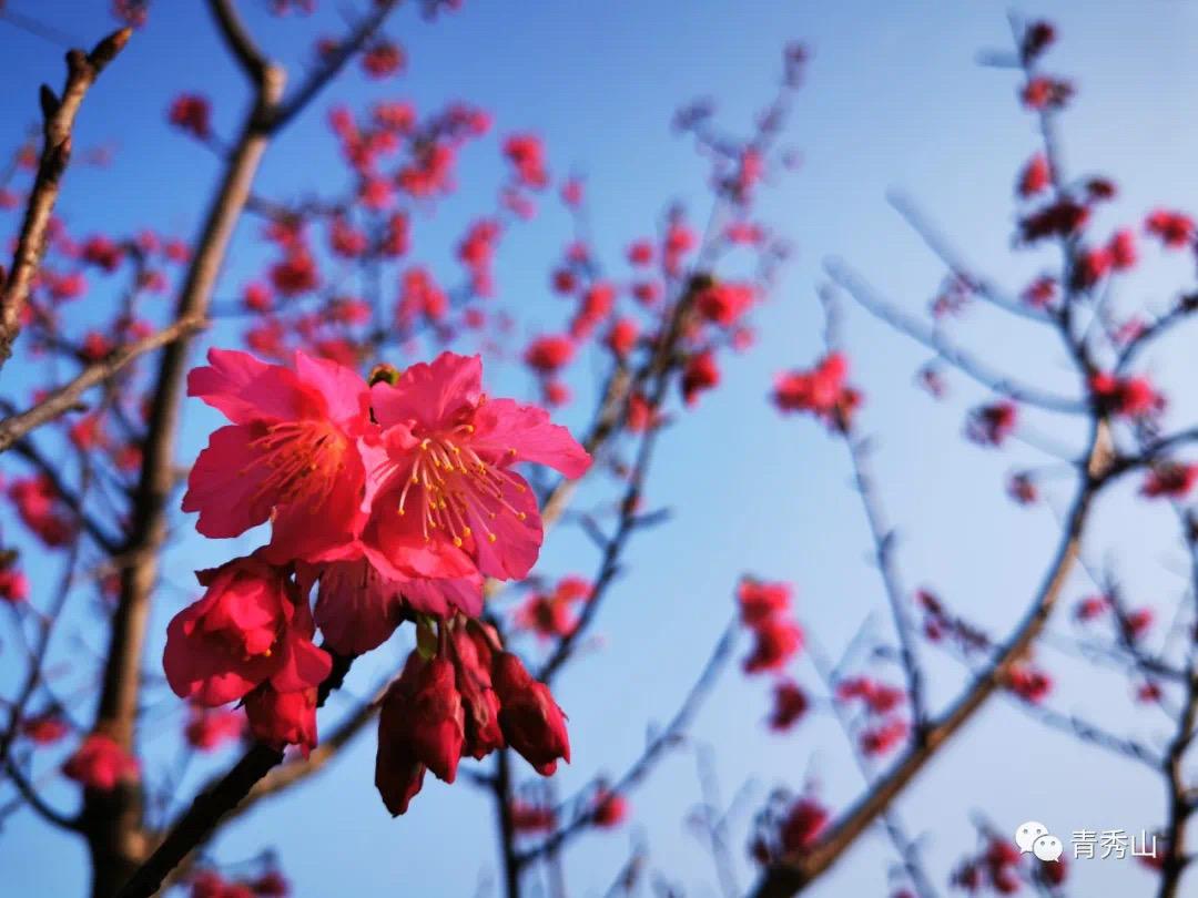 南宁赏花2022,赏花攻略南宁