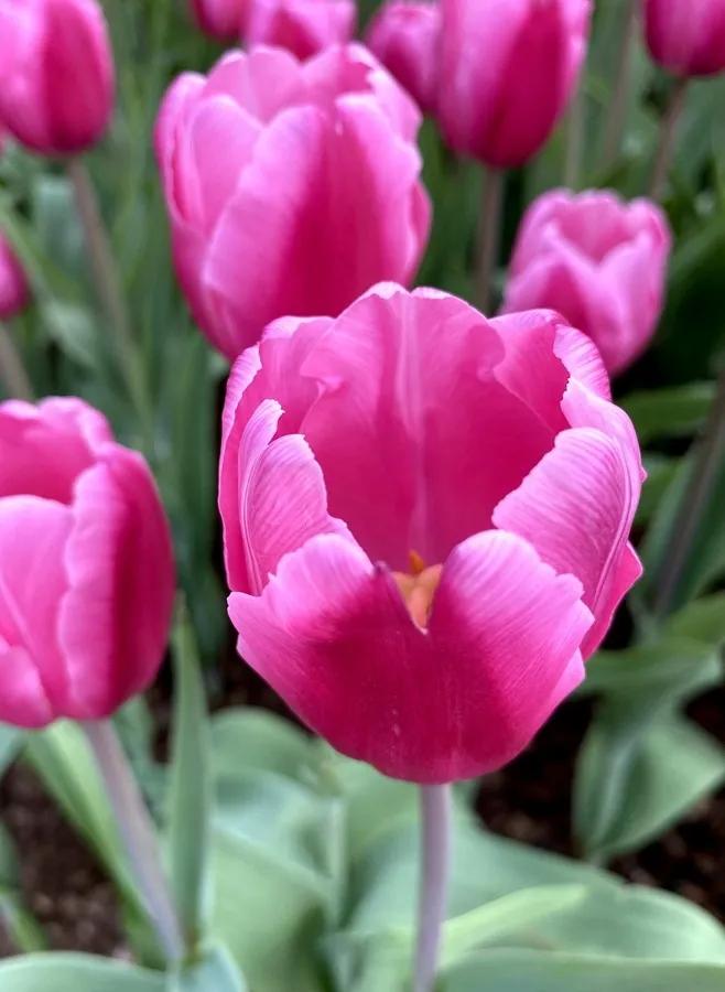 南宁赏花2022,赏花攻略南宁