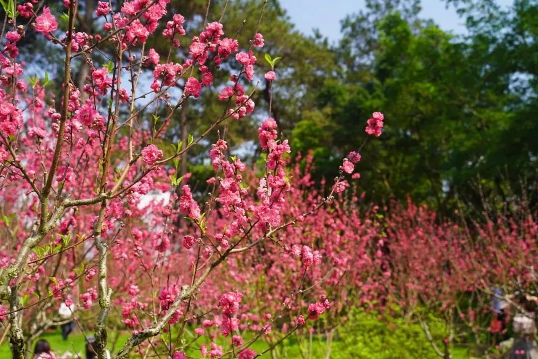 南宁赏花2022,赏花攻略南宁