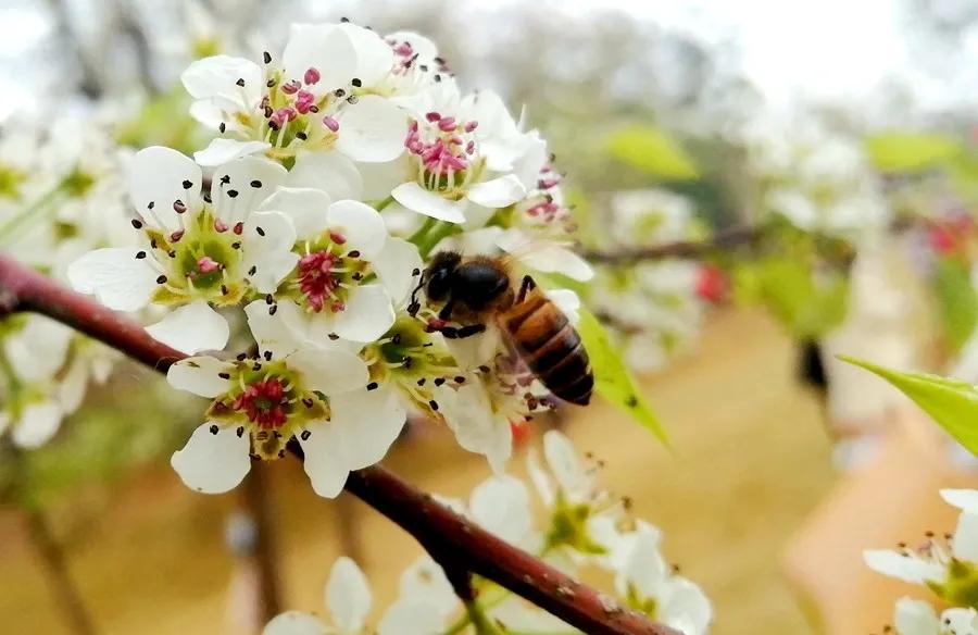 南宁赏花2022,赏花攻略南宁