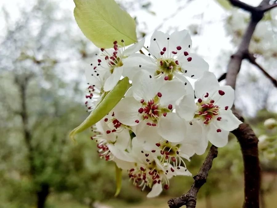 南宁赏花2022,赏花攻略南宁