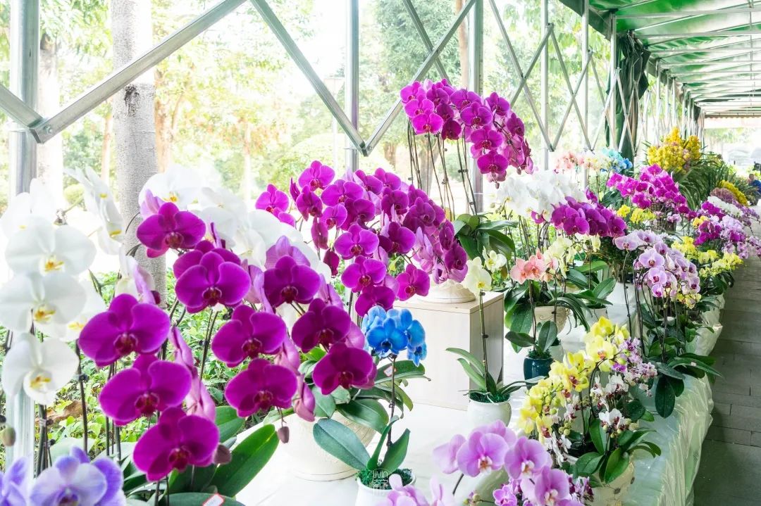 南宁赏花2022,赏花攻略南宁