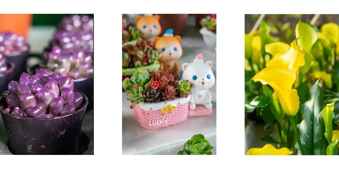 南宁赏花2022,赏花攻略南宁