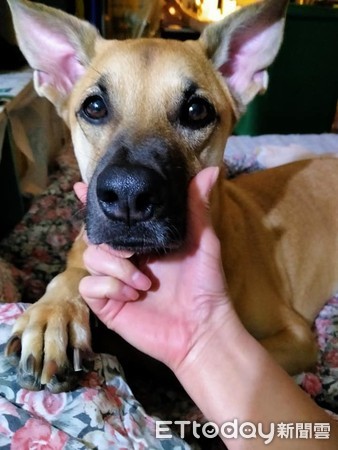 小黄眼眶含泪「馈头嘟黑嘴」求喂食　妈秒熔化：谁能拒绝