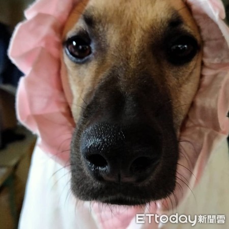 小黄眼眶含泪「馈头嘟黑嘴」求喂食　妈秒熔化：谁能拒绝