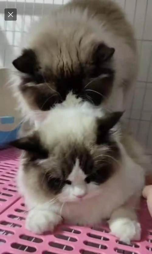 3000块买的猫有猫癣耳螨,五月大的得过猫癣的猫可以买吗