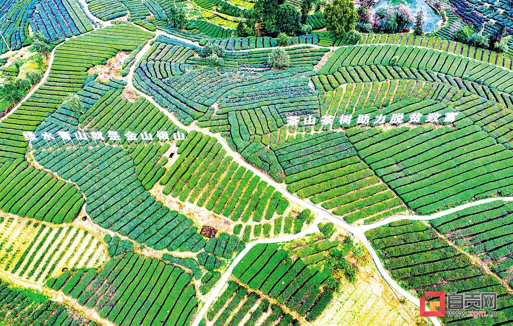 自贡荣县迎来春茶采摘季,2024年荣县春茶价格表