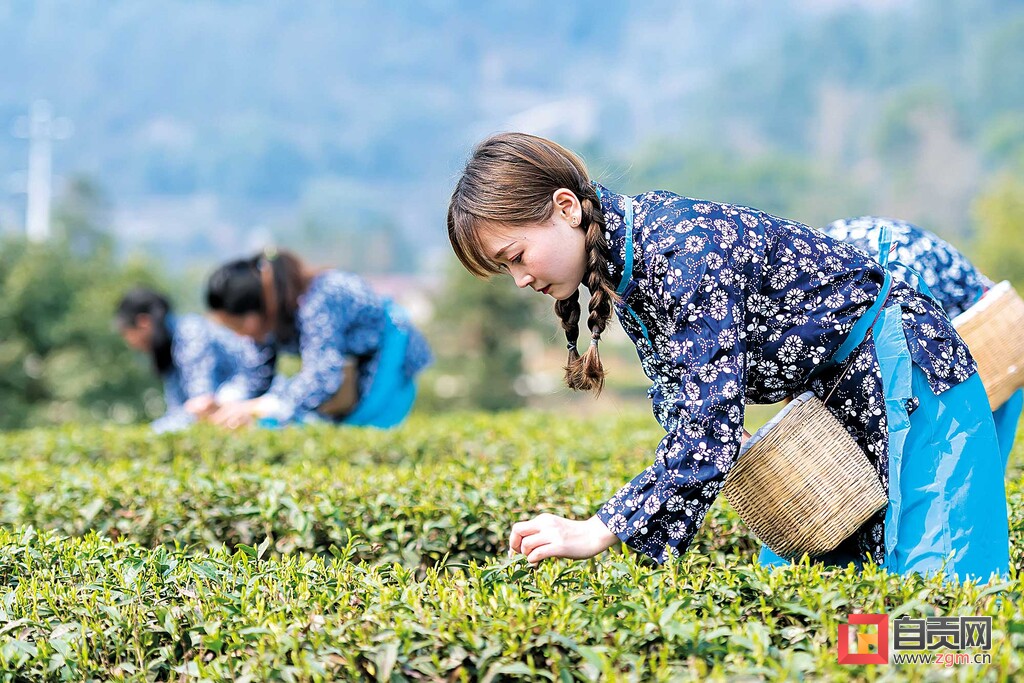 自贡荣县迎来春茶采摘季,2024年荣县春茶价格表