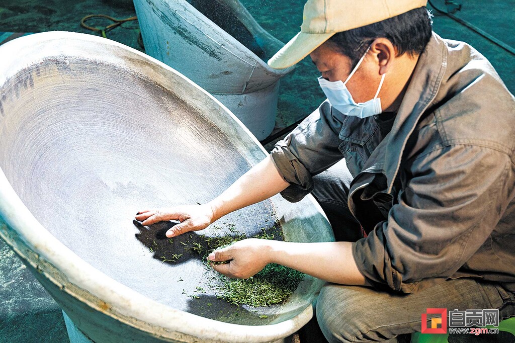 自贡荣县迎来春茶采摘季,2024年荣县春茶价格表