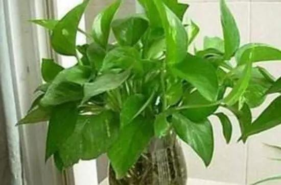 大叶绿萝叶子发黄一招搞定,大叶绿萝的叶子发黄怎么回事